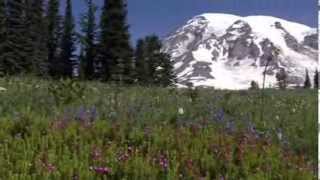 Paradise Wildflowers  August 7 2013 [upl. by Valenba]