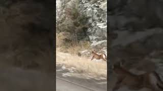 MOUNTAIN LION RUNNING ON HOMESTAKE PASS OUTSIDE BUTTE [upl. by Jasmina272]