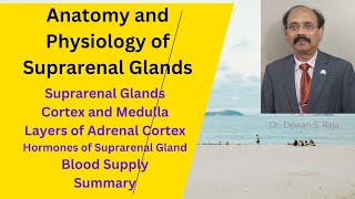 Anatomy and Physiology of Suprarenal Glands [upl. by Cressida442]