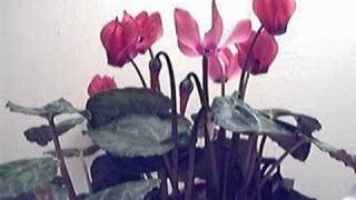 Cyclamen Flower Blooming Time lapse [upl. by Pierre]