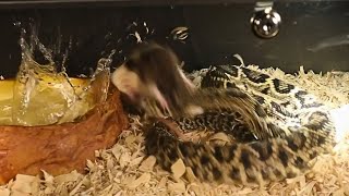 Almost Got Bit By The Eastern Diamondback Rattlesnake [upl. by Nickolas]