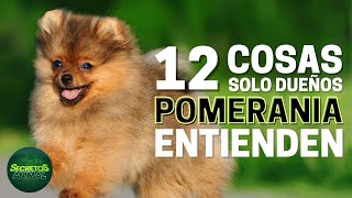 12 Cosas Que Sólo Los Dueños De Un Pomerania Entienden [upl. by Threlkeld]