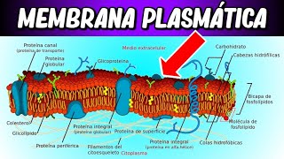 Estructura de la MEMBRANA CELULAR  ¿Por qué es tan IMPORTANTE [upl. by Chyou]