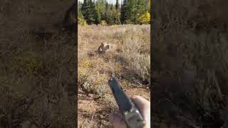 Mountain Lion stalks elk hunter in Idaho Saved by Glock27 warning shots [upl. by Trescott885]