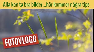 Fototips direkt från sommarskogen och den lilla tjärnen [upl. by Goren91]