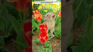 rescue lion cub from abusive parents lion animals shorts [upl. by Pantin]