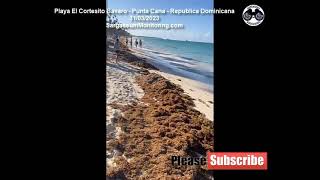 2023 Sargazo  Playa El Cortesito Bavaro  Punta Cana  Republica Dominicana [upl. by Kutzenco]