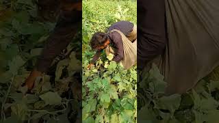 Harvesting  Brinjal  Eggplant Farming hunzatv [upl. by Martin]