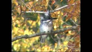 秋のヤマセミ Crested Kingfisher 1 [upl. by Harak]