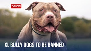 XL Bully dogs to be banned in England amp Wales [upl. by Eiruam]