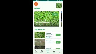 PlantSnap identifies a Blanket grass Axonopus compressus [upl. by Ahseia]