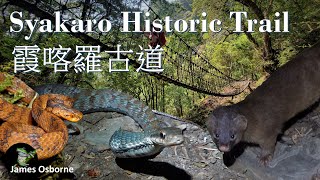 霞喀羅古道 Weasel Mock Cobra Swinhoes Pheasant Syakaro Trail 黃鼠狼 史丹吉氏斜鱗蛇 藍腹鷴 和另外的野生動物 [upl. by Lenroc]