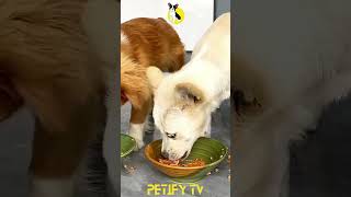 Most Funniest Dog Videos In The World Dog Food Eating shorts dog [upl. by Linus]