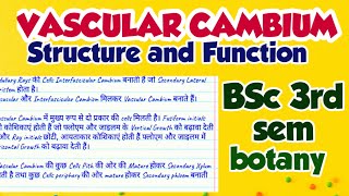 vascular Cambium  structure and functions in hindi [upl. by Clougher]