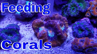 Target Feeding Coral  What I Use to Feed My Corals [upl. by Carrie]