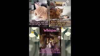 ir aspe and hipe What lovely new names Whisper kiri and Jasper the cats purr cat catloverpurr [upl. by Kinnard]