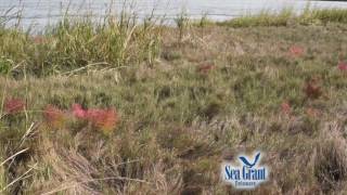 15 Second Science  Salicornia AKA quotPickleweedquot [upl. by Elleraj267]