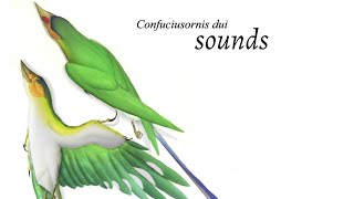 Extinct bird sounds  Confuciusornis dui [upl. by Towill]