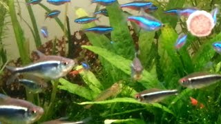 Neon Tetra feeding black and green neon tetra  watching tropical fishbetter than TV [upl. by Kallista]