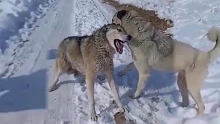 Top 10 Moments Kangals Attack Most Dangerous Wild Animals  Kangal Real Fights  Tough Creatures [upl. by Elata]