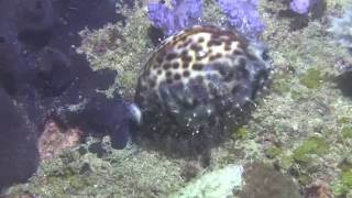 Tiger cowrie Cypraea tigris on the reef at night [upl. by Anillehs297]