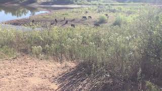 Buffalo at Caprock canyons [upl. by Bronder377]