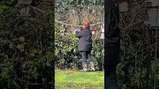 Highlight Backyard Wild Birds Fixing and refilling the feeder PNW pugetsound backyard wildbirds [upl. by Analiese]