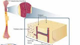 Bone anatomy [upl. by Emarej]