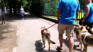 expo canina italia perro lobo checoslovaco [upl. by Mercola]