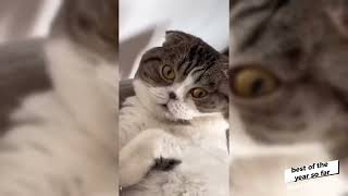 Funniest Cats Videos 2024 😹 Best Funny Animal Videos 😂 Funny cats Zone 3 [upl. by Aenert]