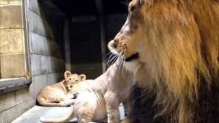 Lion Cubs Meet Dad  Cincinnati Zoo [upl. by Ahsuatan896]