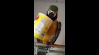 Macaw Parrot Opens Cans of Food [upl. by Cori]