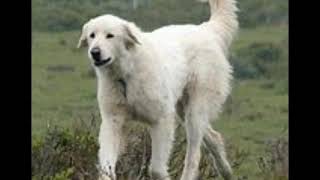 Maremma Sheepdog History And Information [upl. by Lehctim674]