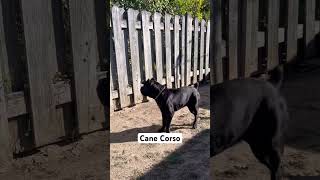 Cane Corso protecting his Chis🖤😂 canecorso chihuahua [upl. by Eniamor]