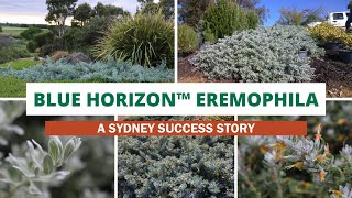 Thriving Blue Horizon™ Sydney’s Eremophila Wonder [upl. by Mendel]