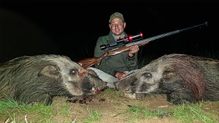 Hunting Large Bushpigs Night Baited Hunt II Bushpig on the Grill [upl. by Asilehs]