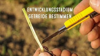 Das Entwicklungsstadium BBCH im Getreide zum Schossbeginn bestimmen  LG Seeds Deutschland [upl. by Nnaik]