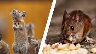 20 Different Types Of Rodents In The World [upl. by Airod61]