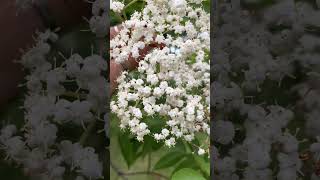 How to make elderflower tea [upl. by Notsreik46]