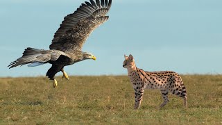 Eagle Hunting Serval Cat [upl. by Oinotnaesoj15]