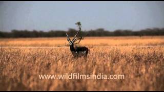 Black Buck Velavadar National Park [upl. by Eanyl]