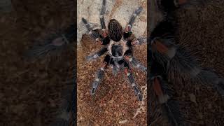 Brachypelma auratum spider hobby cute nature animals [upl. by Bratton]