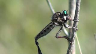 Giant Robber Fly Asilidae Promachus vertebratus Mating [upl. by Llesram247]