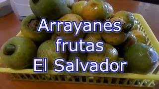 Arrayán arrayanes frutas de Centroamérica [upl. by Aciraj]