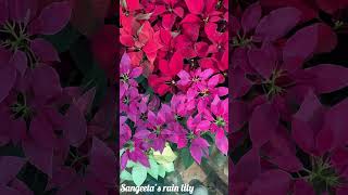 Poinsettia Plant  A beautiful winter plant perfect for your garden [upl. by Dionisio958]