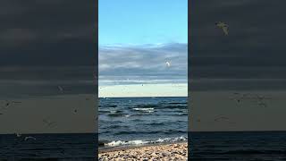 North America USA  Lake Ontario Lake sea view  waves  birds [upl. by Kerri]