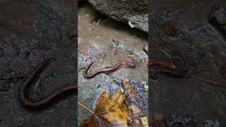 Redbacked Salamander salamanders amphibians naturelovers nature wildlife [upl. by Marcelo]