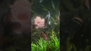 30 Piranha VS Salmon fish skin [upl. by Herra]