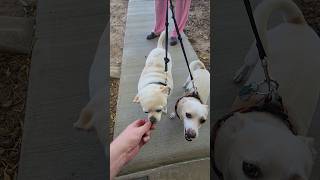 First trickortreaters Marty and Margie Shackles old friend shackles [upl. by Norrad]