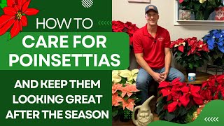 How To Care For Poinsettias and keep them looking great all year [upl. by Onitsuaf]